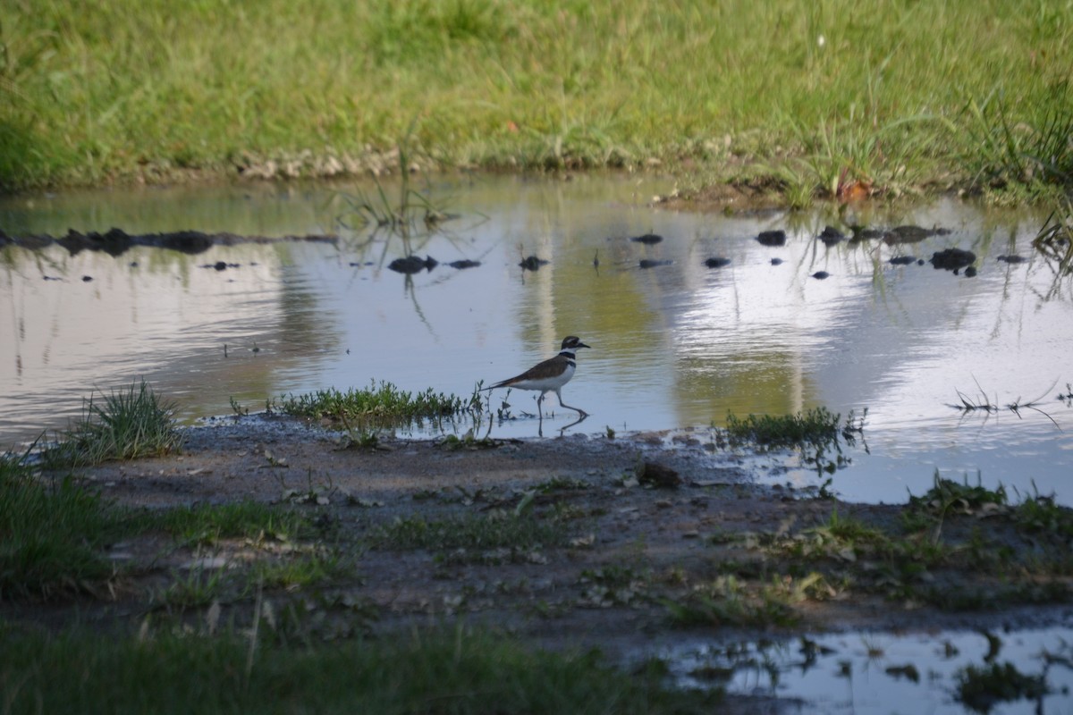 Killdeer - ML33640201