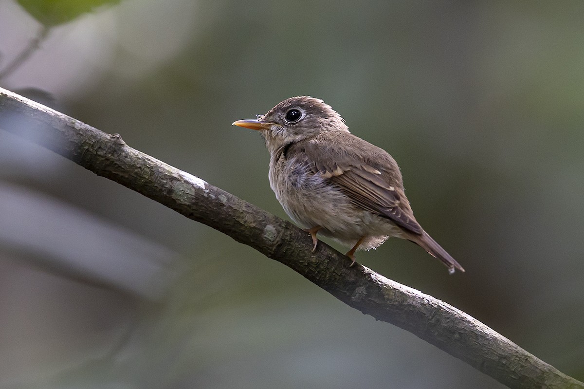 Brown-breasted Flycatcher - ML336402011