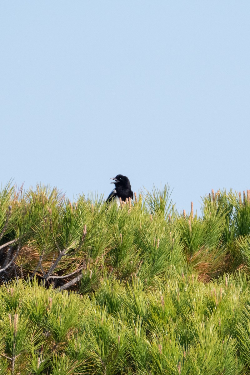 Eurasian Magpie - ML336402171