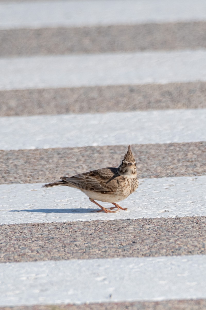 Crested Lark - ML336402201