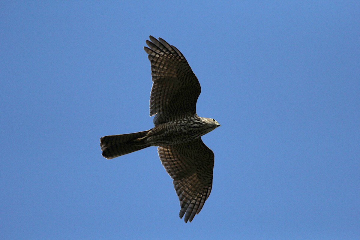 Brown Goshawk - ML336404501