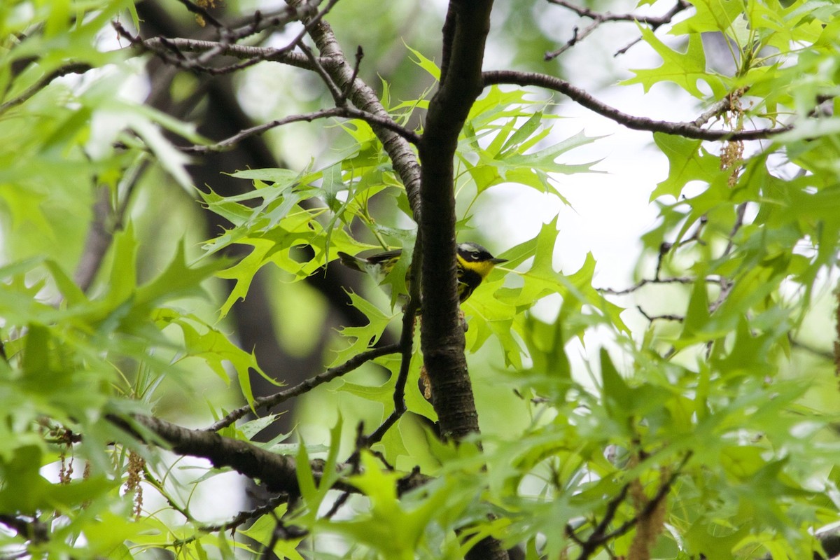 Magnolia Warbler - Loyan Beausoleil