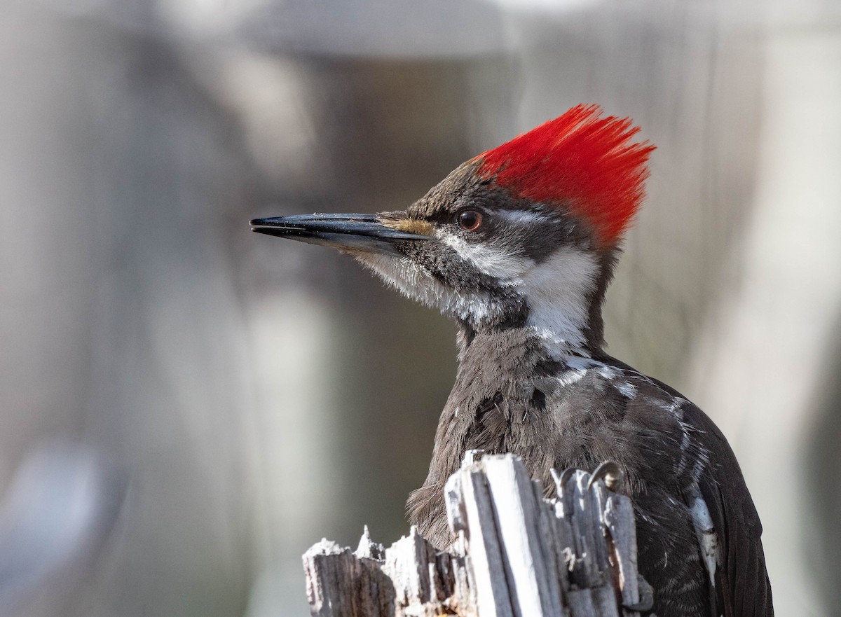 Pileated Woodpecker - Annie Lavoie