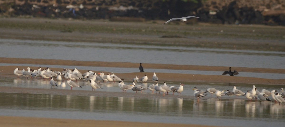 Brown-headed Gull - ML336406761