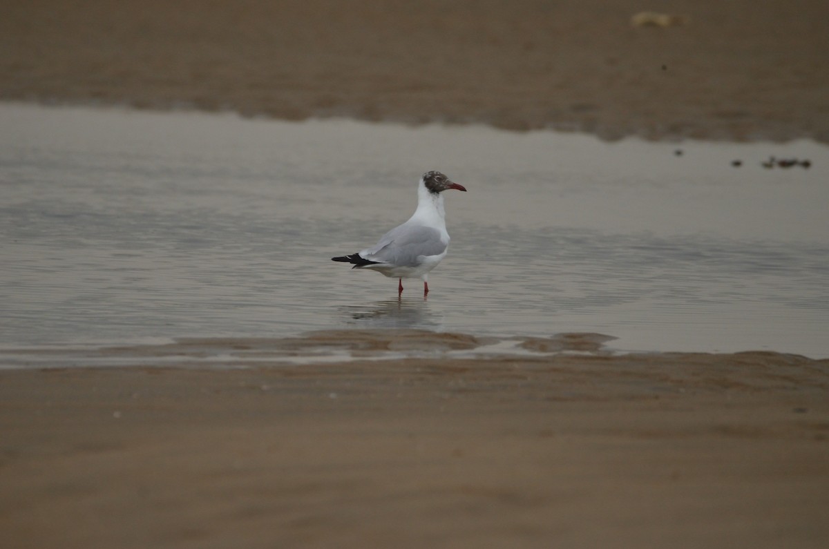 Brown-headed Gull - ML336406771