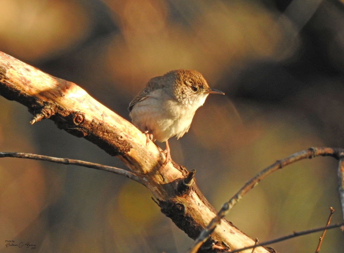 House Wren - ML336406941