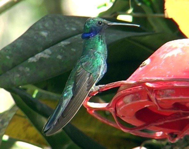 kolibřík modrolící - ML336407141