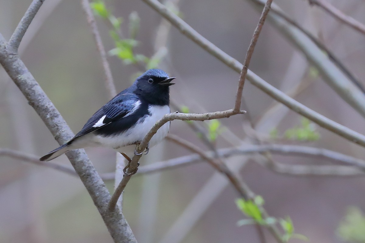 Black-throated Blue Warbler - Cindy Rickes