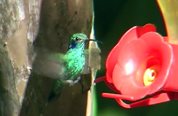 kolibřík modrouchý (ssp. cyanotus/crissalis) - ML336409111