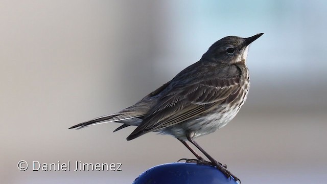 Rock Pipit - ML336409171