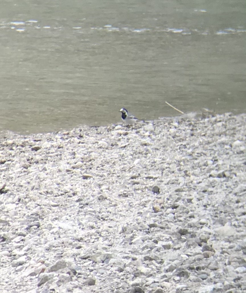 White Wagtail (White-faced) - ML336409181