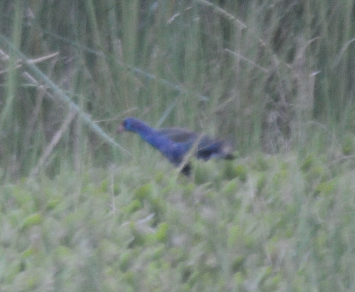 African Swamphen - ML336410161