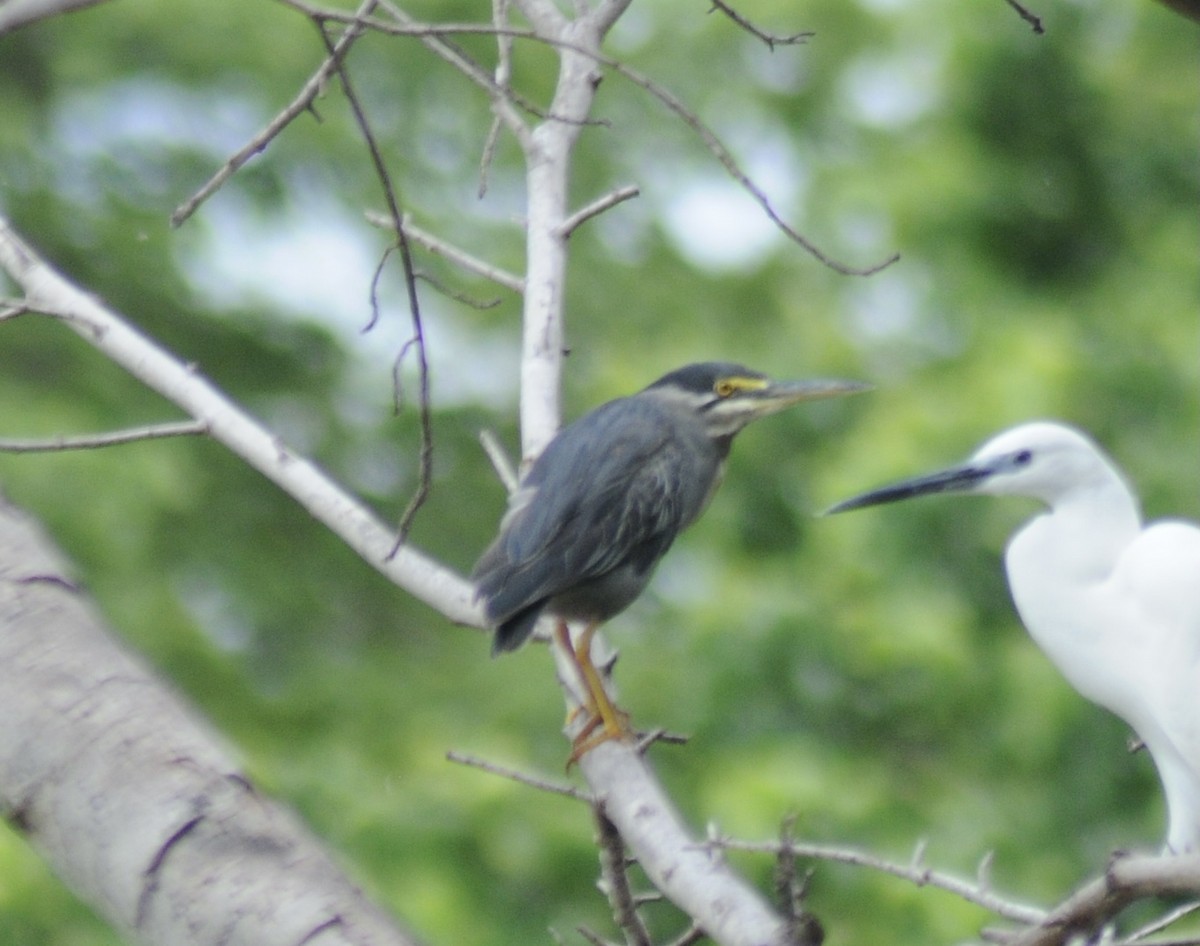 Striated Heron (Old World) - ML336410431