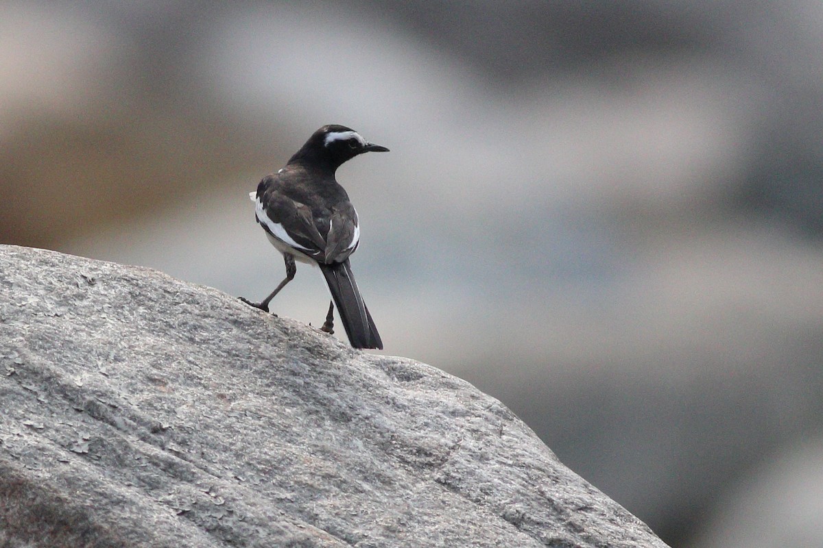 White-browed Wagtail - ML336411091