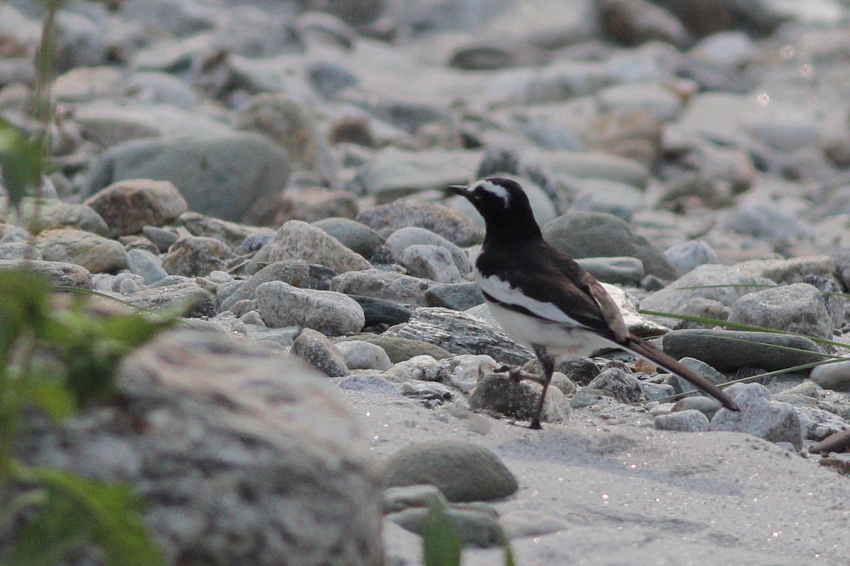 White-browed Wagtail - ML336411251