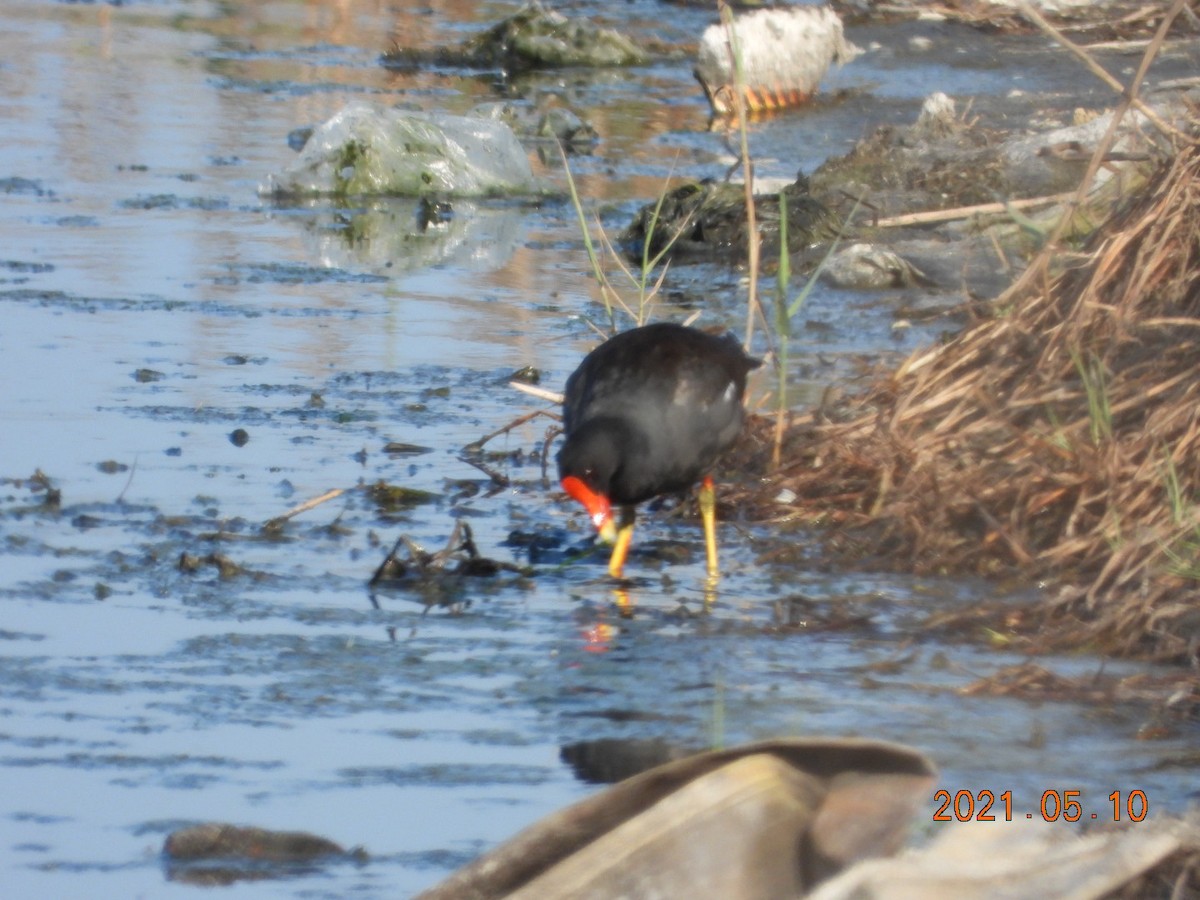 Eurasian Moorhen - ML336412661