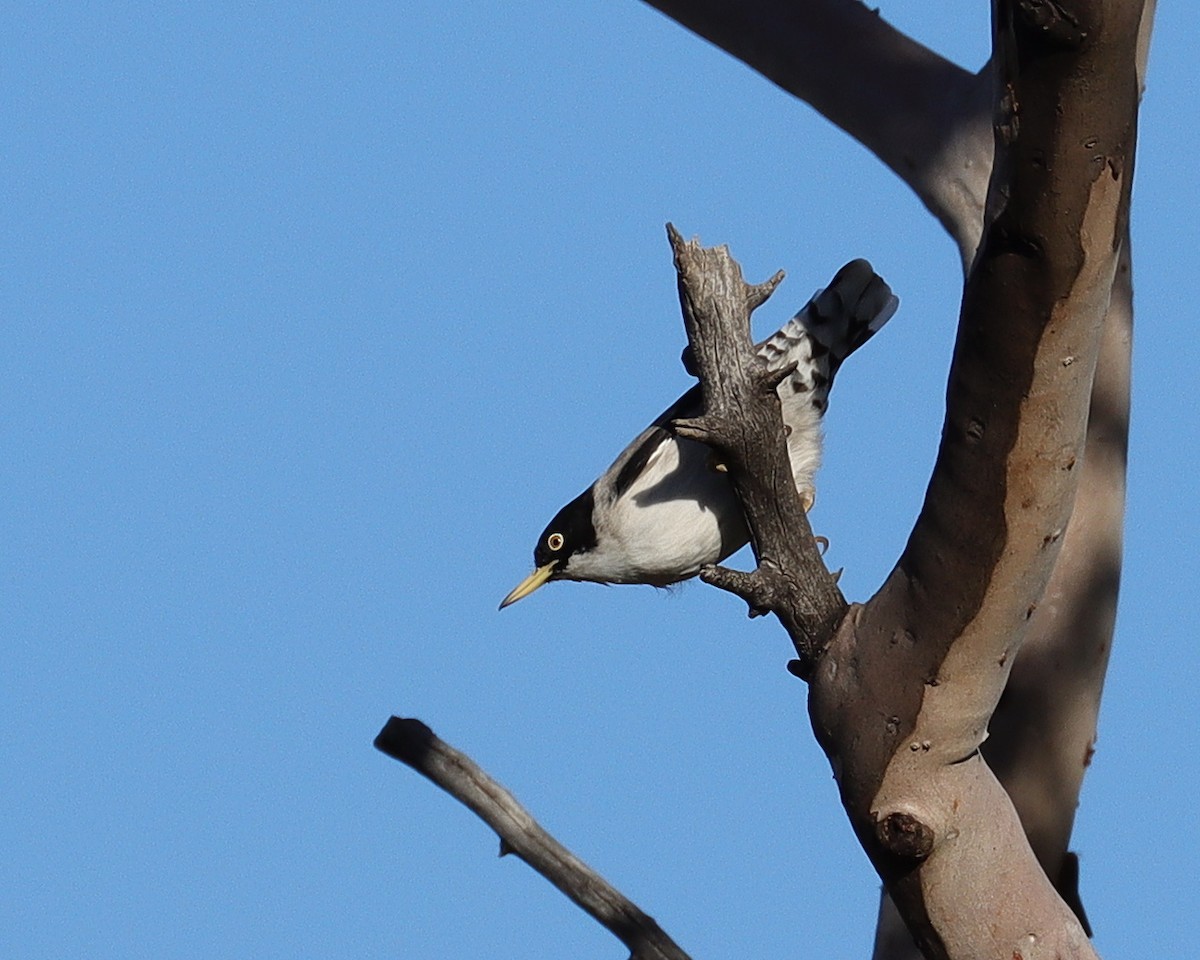 Изменчивая сителла (leucoptera) - ML336412761