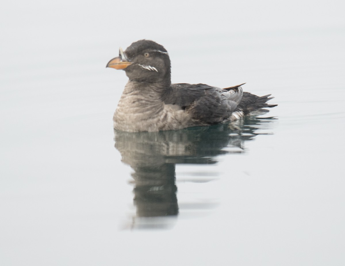 Rhinoceros Auklet - ML33641281