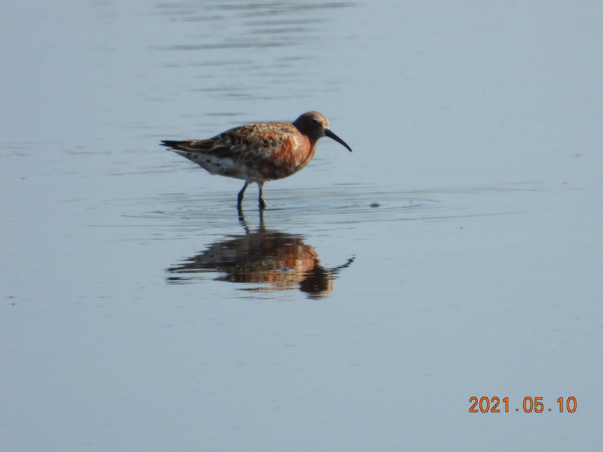 Curlew Sandpiper - ML336413351