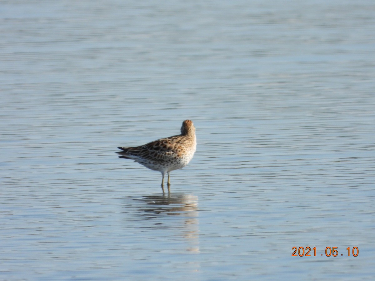 Curlew Sandpiper - ML336413361