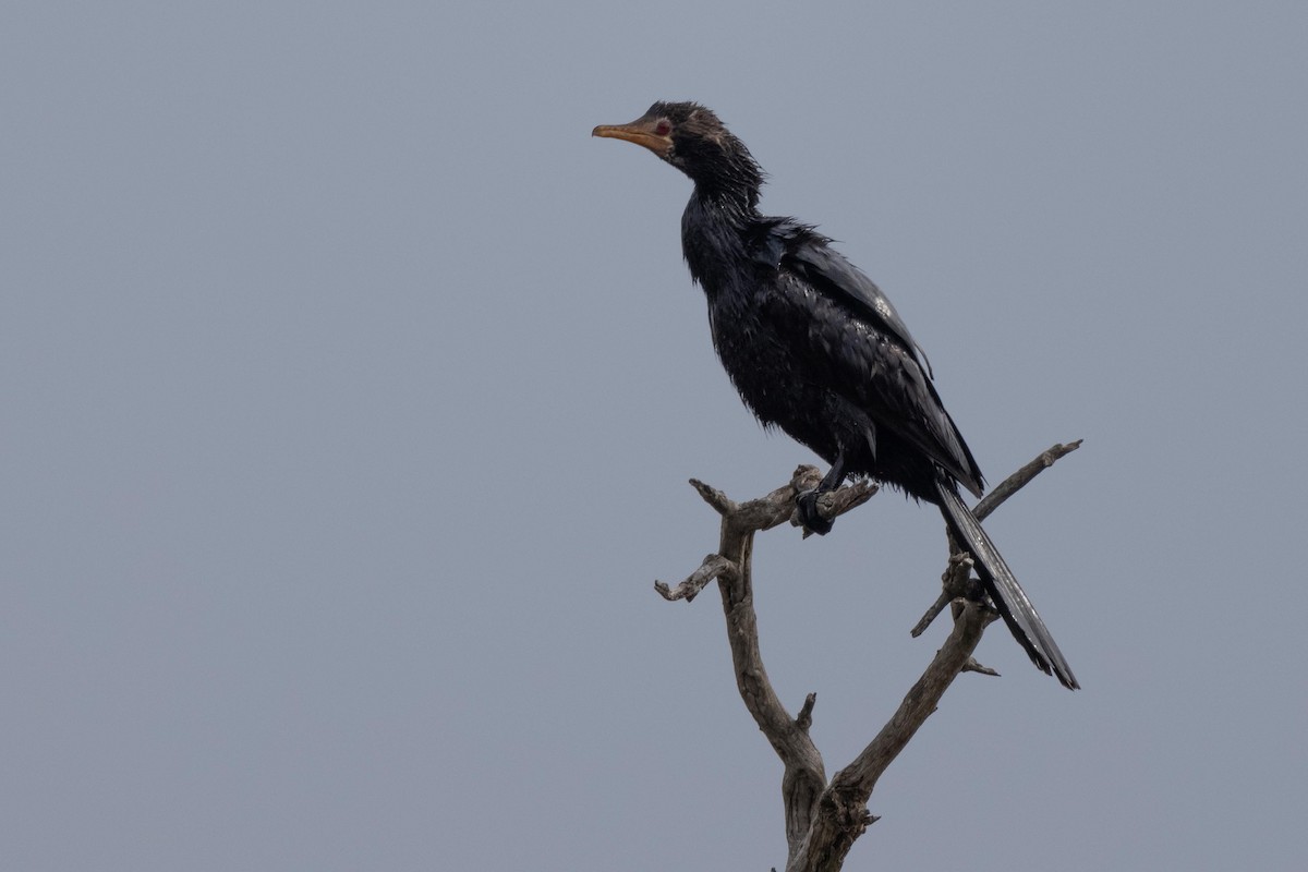 Long-tailed Cormorant - ML336413391