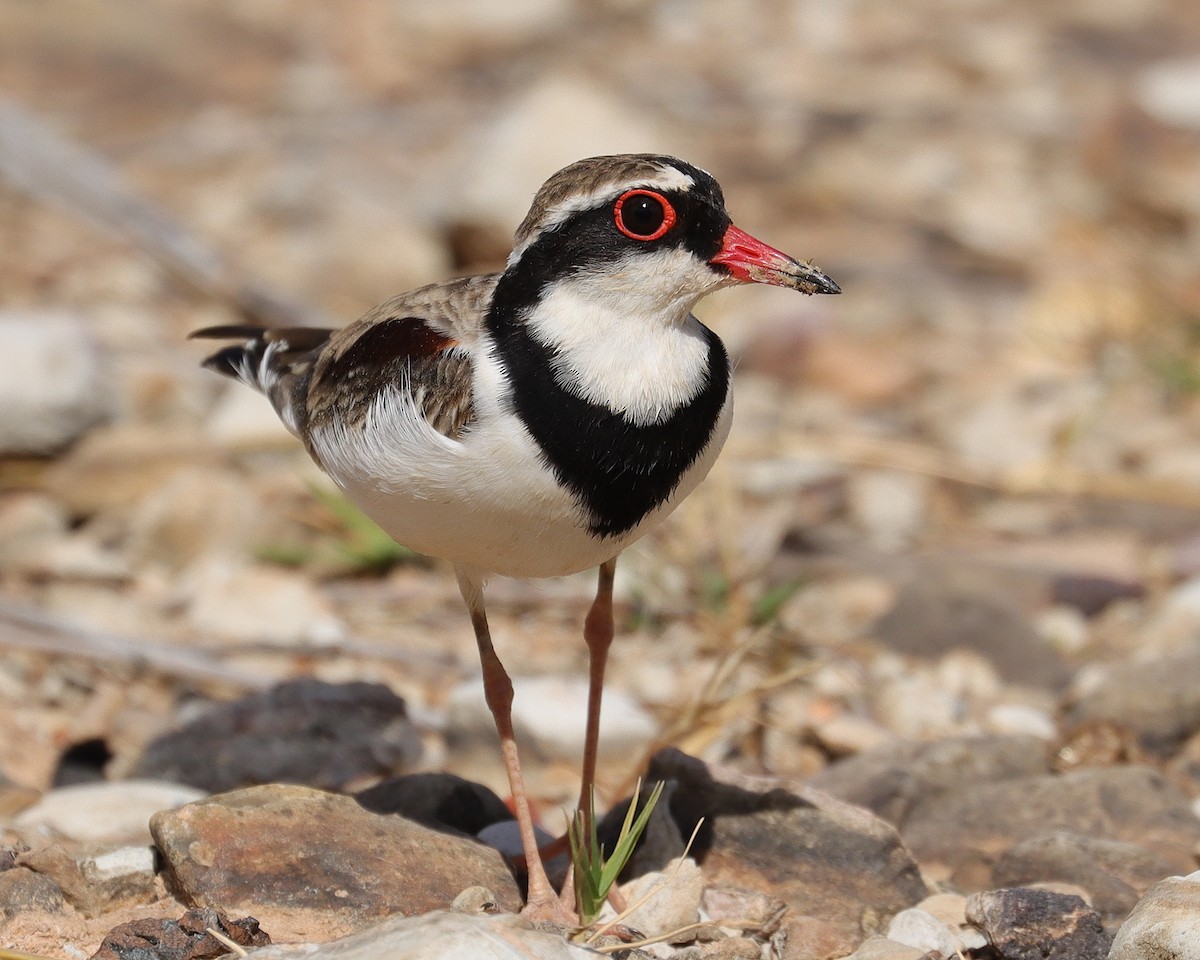 Black-fronted Dotterel - ML336413421