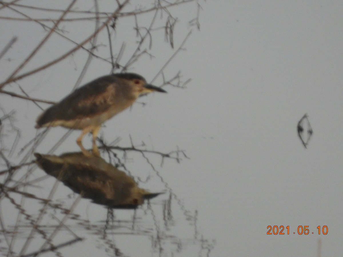 Black-crowned Night Heron - ML336413501