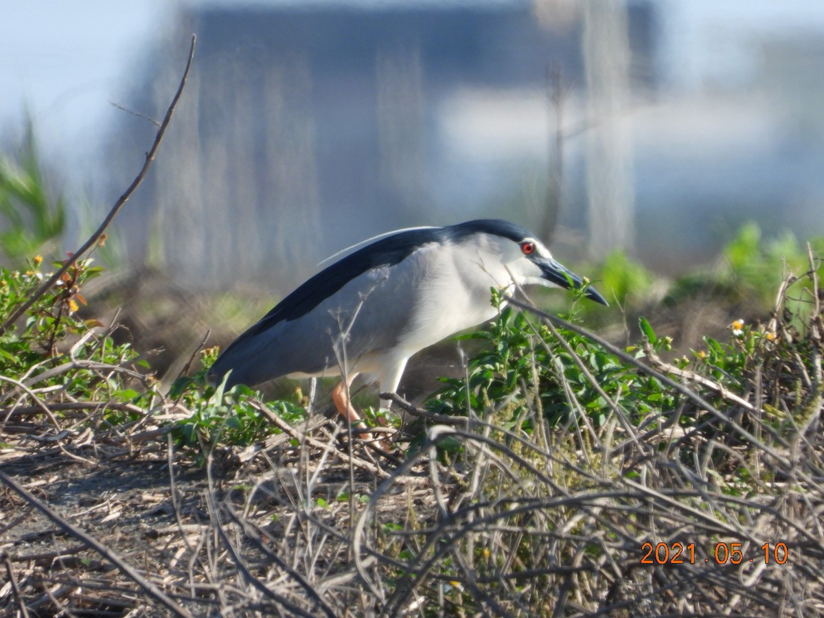 Black-crowned Night Heron - ML336413511