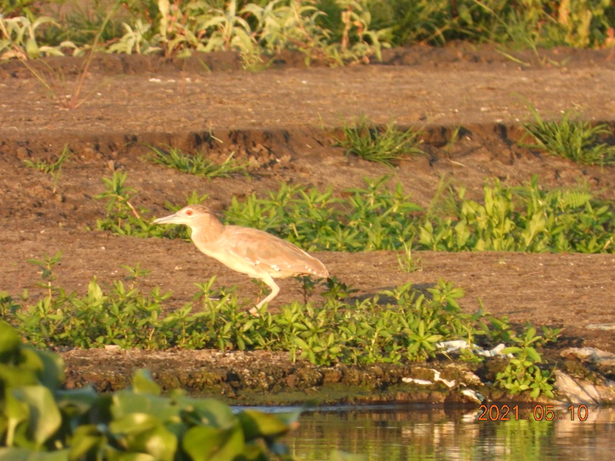 Black-crowned Night Heron - ML336413521