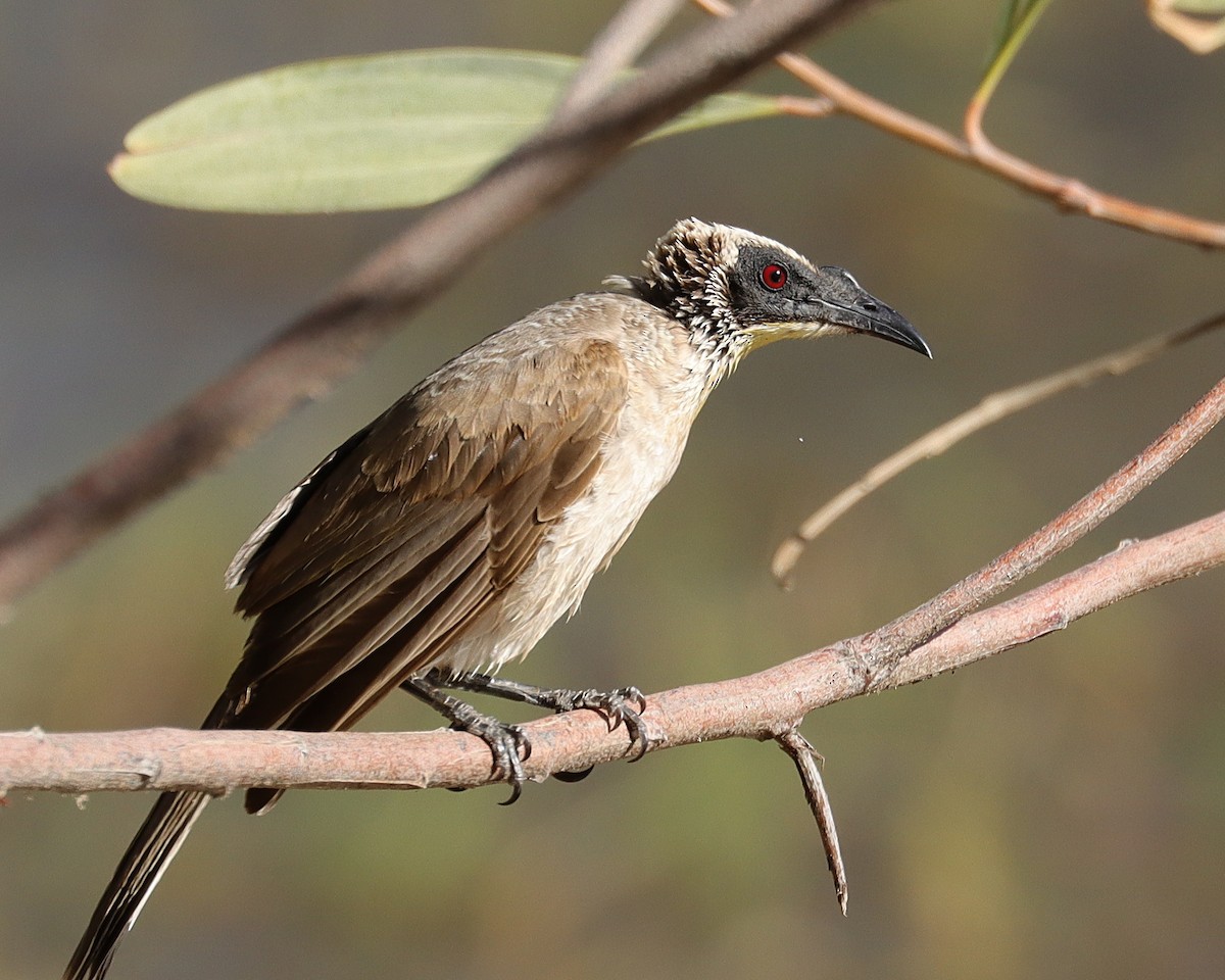 Silver-crowned Friarbird - ML336413731