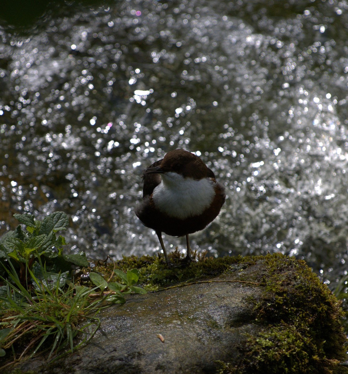 White-throated Dipper - Derek  O Driscoll