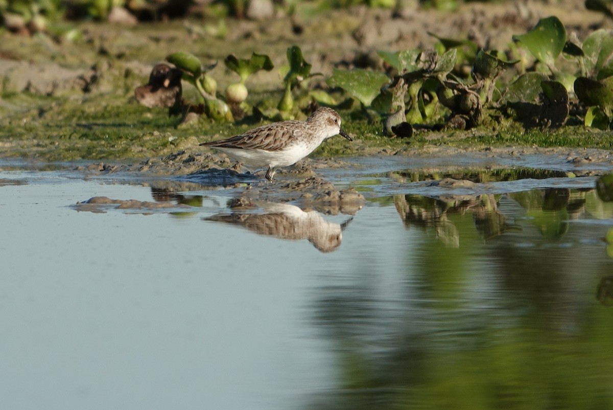 Semipalmated Sandpiper - ML336415451