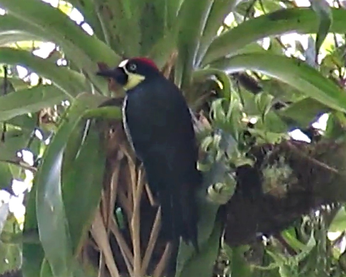 Acorn Woodpecker - Edgardo Orozco Díaz