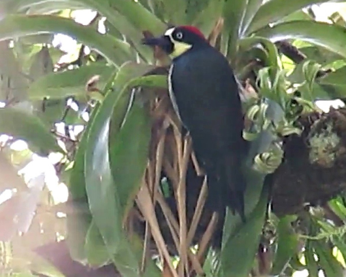 Acorn Woodpecker - ML33641611