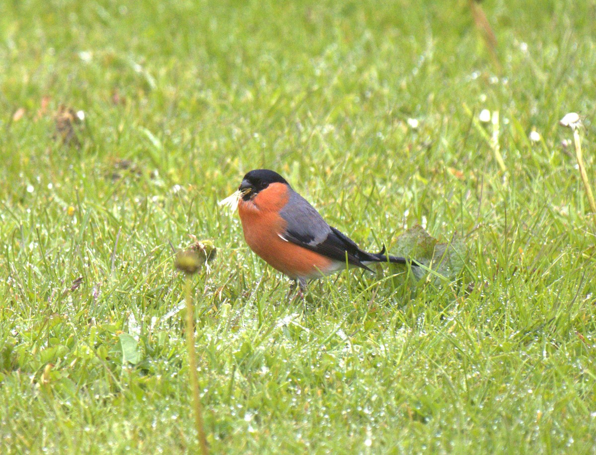 Eurasian Bullfinch - ML336416231