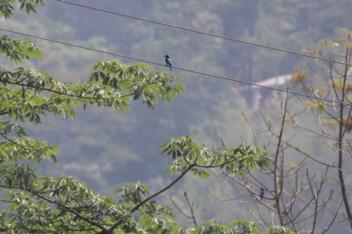 White-throated Kingfisher - Dibyendu Ash
