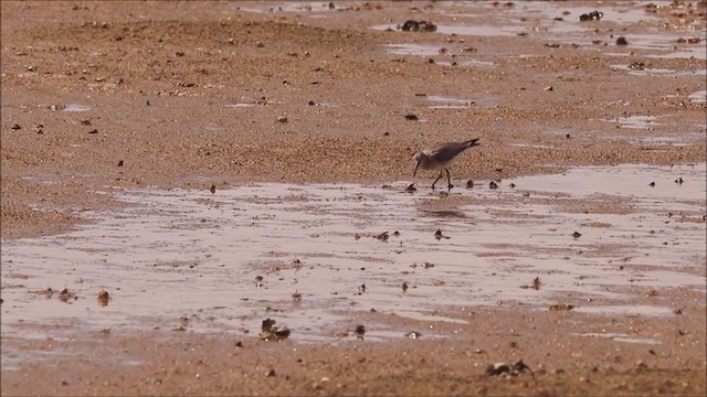 Gray-tailed Tattler - ML336416511