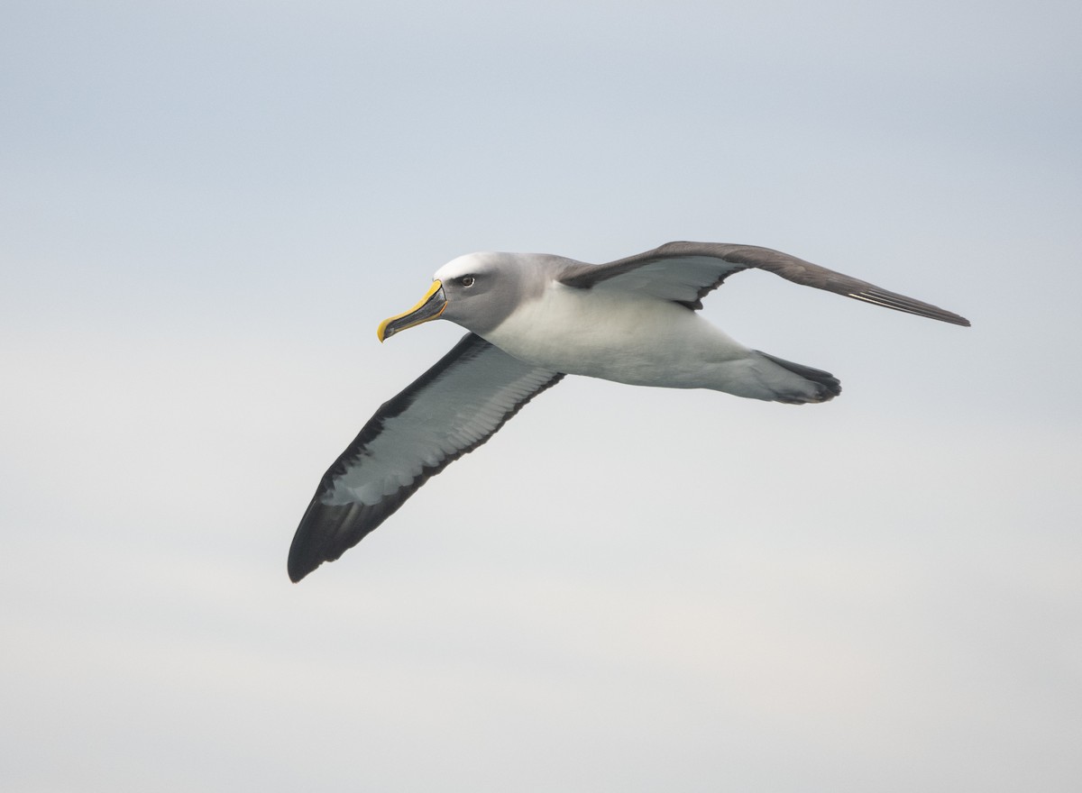 Buller's Albatross - Simon Gorta