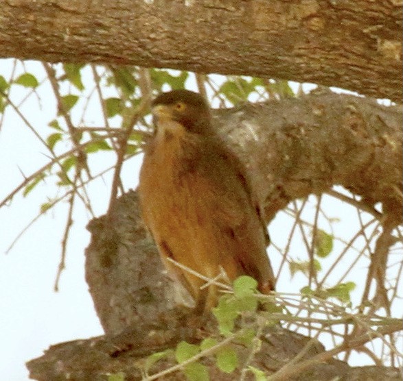 Grasshopper Buzzard - ML336420811