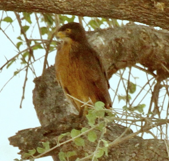 Grasshopper Buzzard - ML336420831