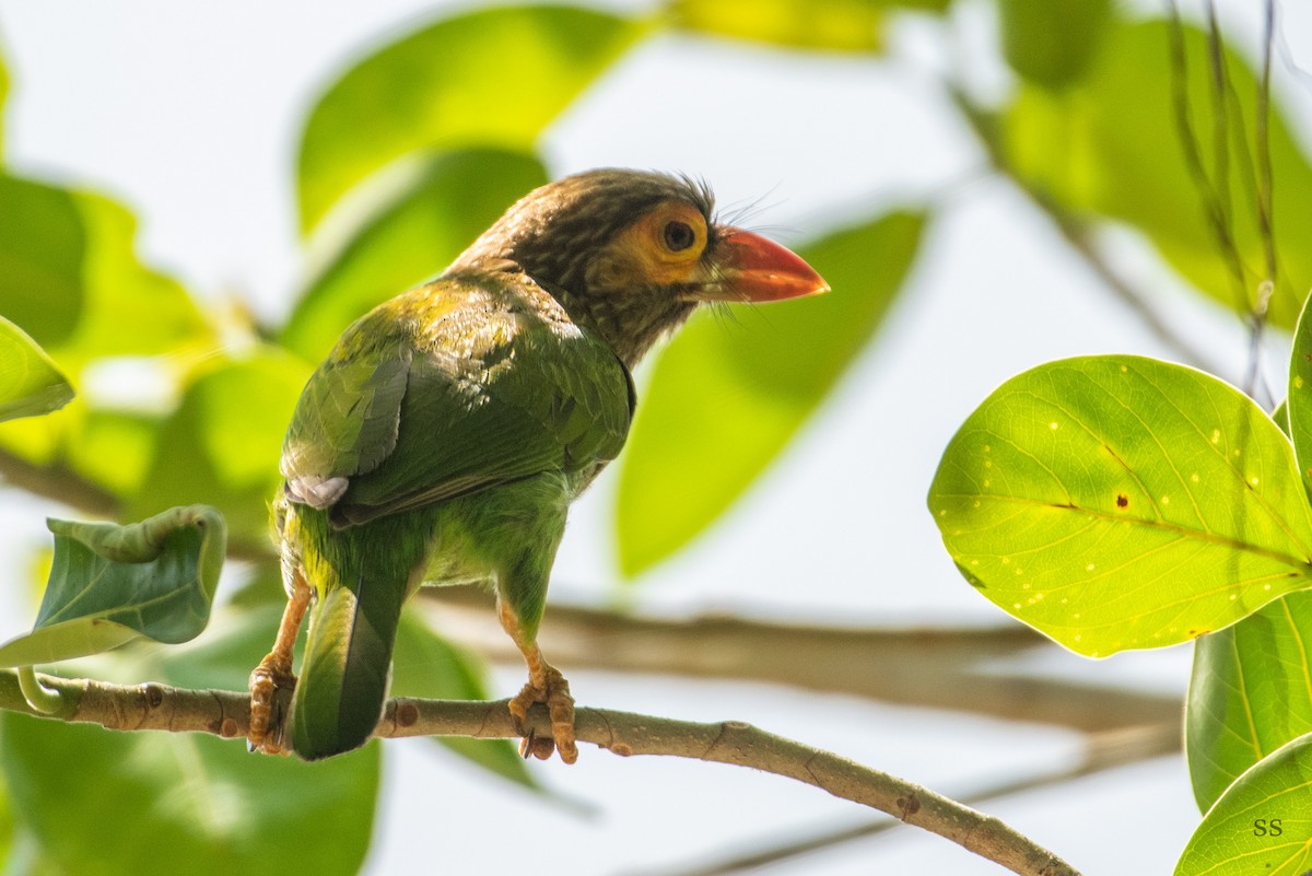 Brown-headed Barbet - sankar Subramanian