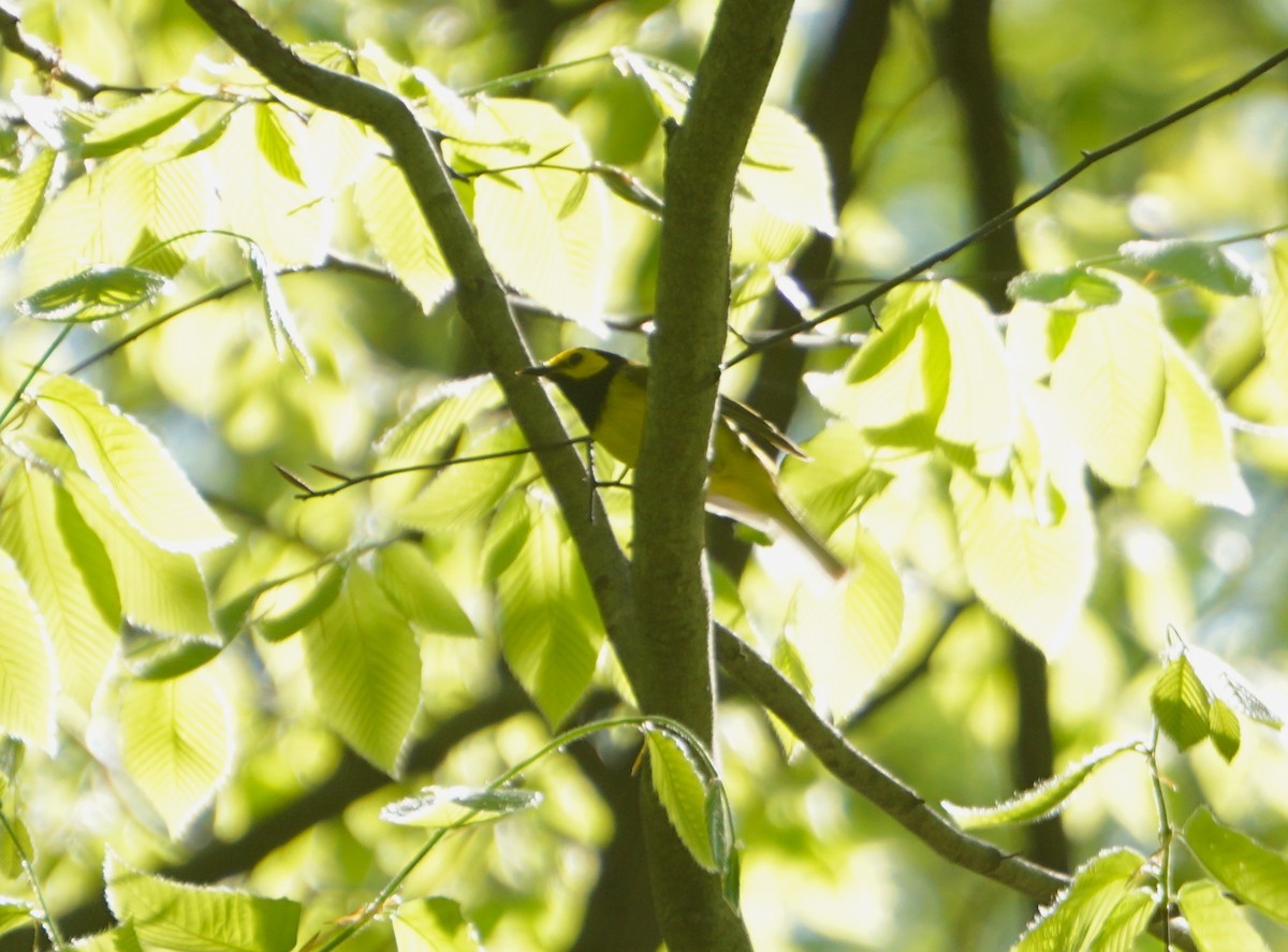 Hooded Warbler - ML336424521