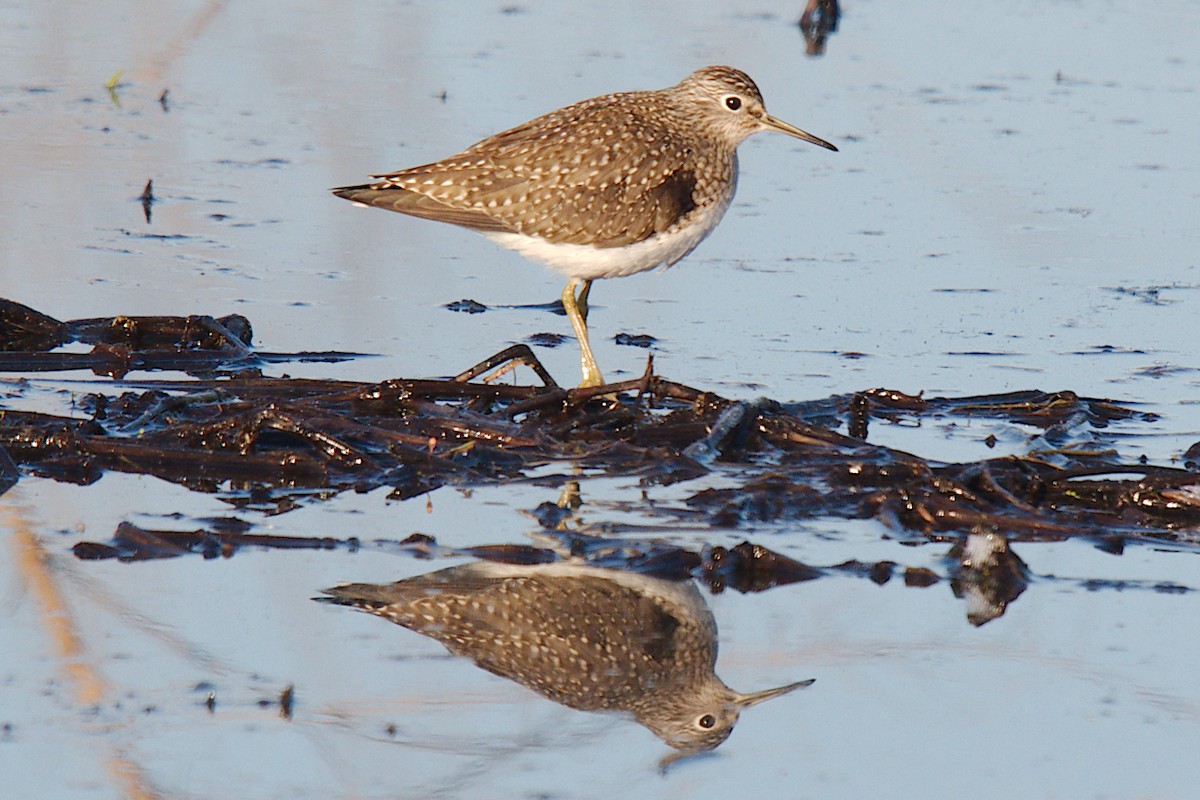 Solitary Sandpiper - George Ross