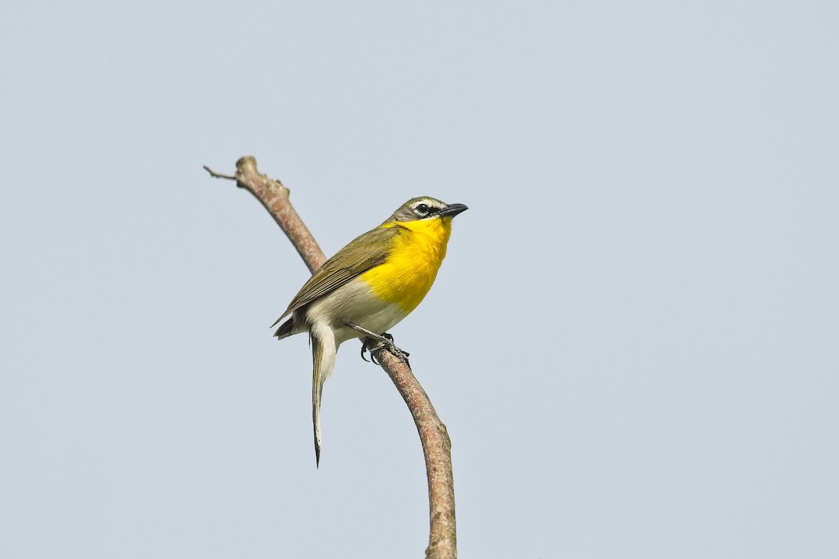 Yellow-breasted Chat - Cody Matheson