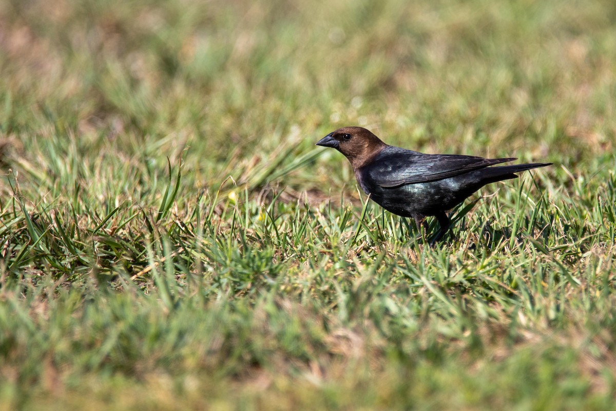 Brown-headed Cowbird - ML336426801