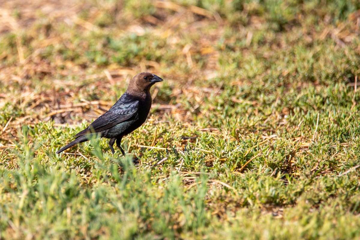 Tordo Cabecipardo - ML336426811