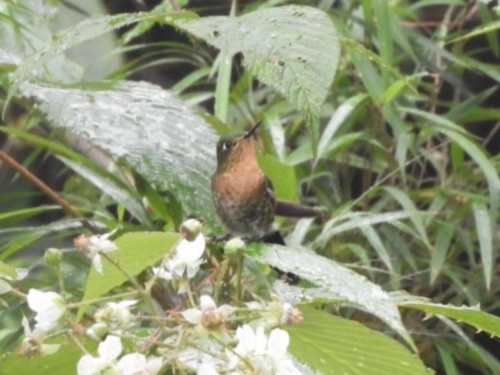 Tyrian Metaltail - Lacides Oviedo