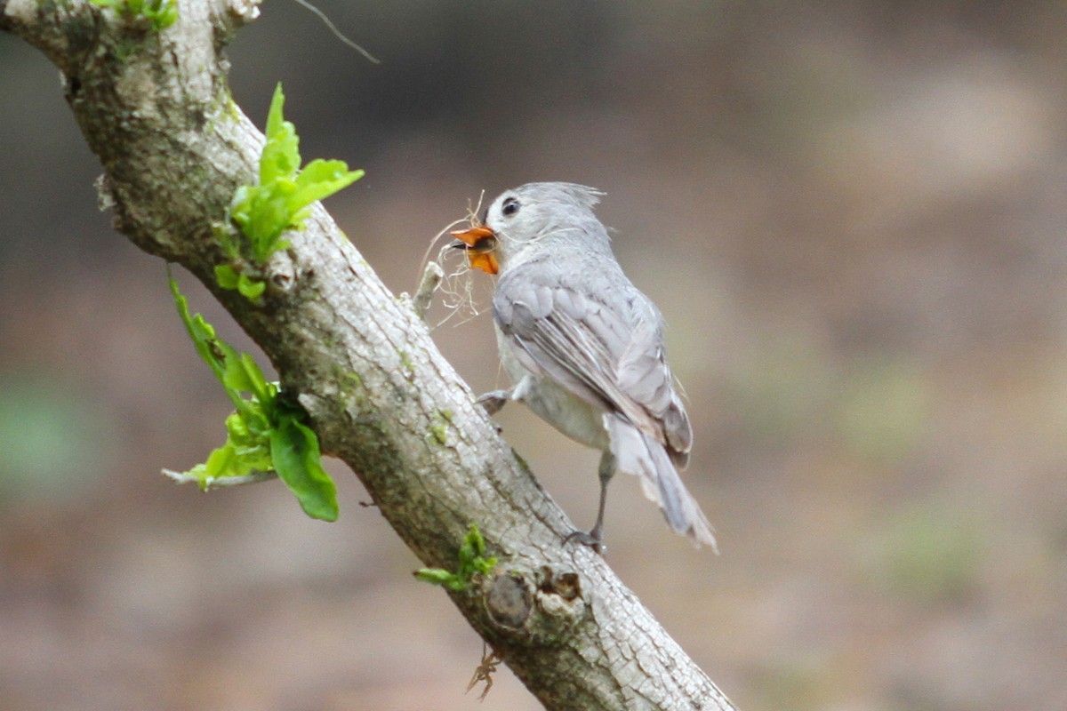 Tufted Titmouse - ML336428131