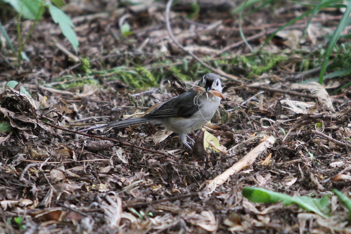 Tufted Titmouse - ML336428141