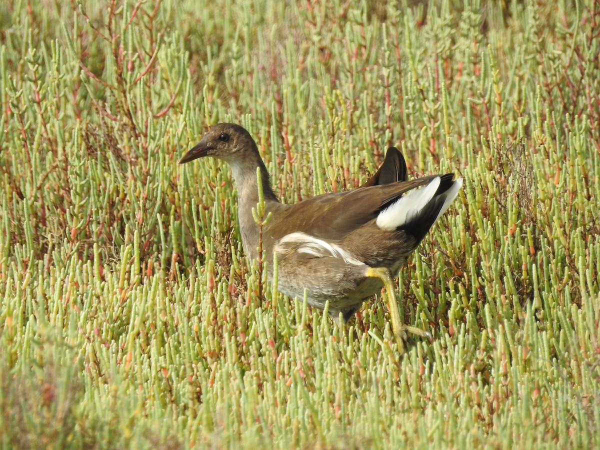 Gallinule poule-d'eau - ML33642921